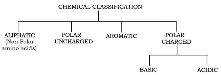 classification-based-on-side-chains