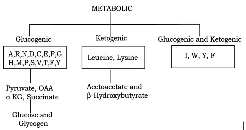 Nutritional-Metabolic-and-Group-based-Classification