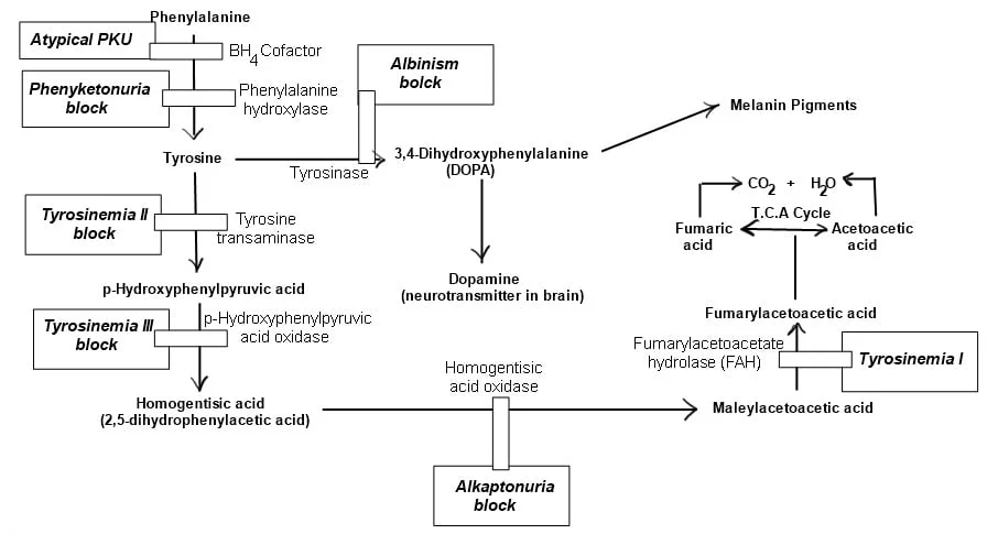 Metabolic-pathways-of-Phenylalanine-and-Tyrosine-blockade