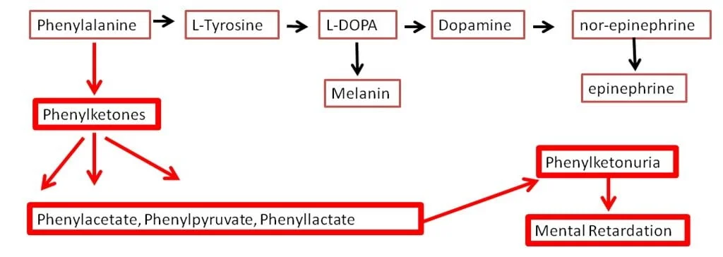 Metabolism-of-Phenylalanine