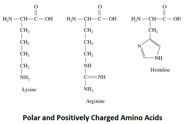 Polar-and-positively-charged-amino-acids