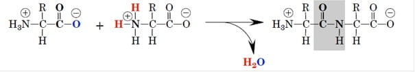 Peptide-bond-formation