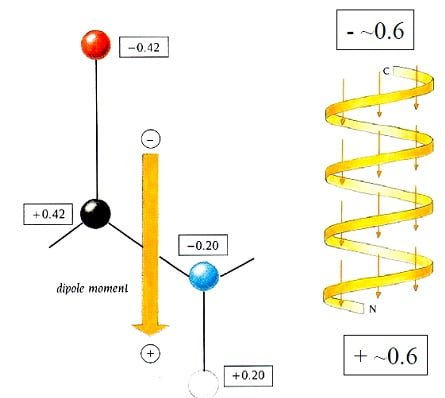 dipole-effect-in-alpha-helix