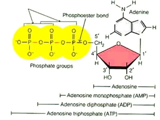 How To Form a Phosphate Anhydride Linkage in Nucleotide