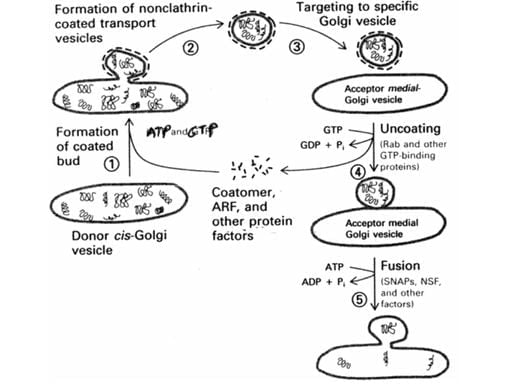 Steps-in-the-transport- between-cis-and-medial-golgi-vesicles