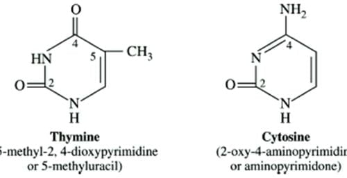 thymine-cytosine