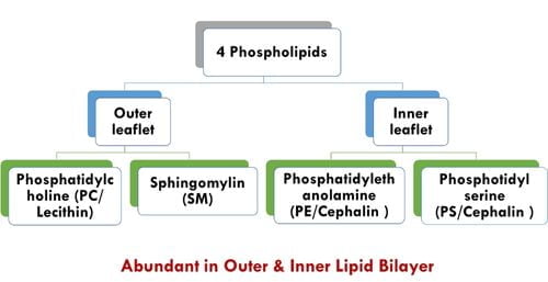 role-of-lipid-bilayer