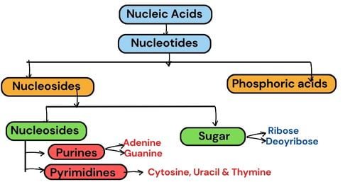 nucleic-acid-components