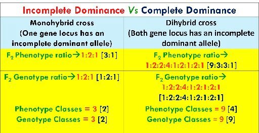 incomplete dominance-complete-dominance