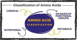 Read more about the article Classification of Amino Acids