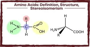 Read more about the article Amino acids: Definition | Structure | Stereoisomerism