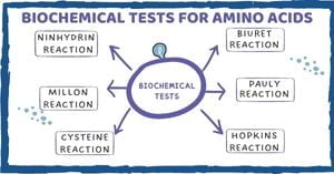 Read more about the article Biochemical Tests for Amino Acids