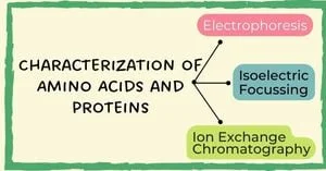 Read more about the article Characterization of Amino Acids and Proteins