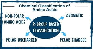 Read more about the article Chemical Classification of Amino Acids