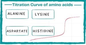 You are currently viewing Titration Curve of Amino Acids