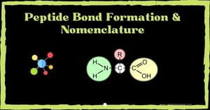 You are currently viewing Peptide bond