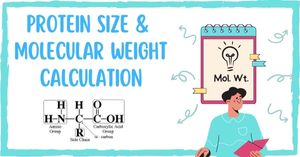 You are currently viewing Protein Size & Molecular Weight Calculation