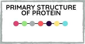 You are currently viewing Primary Structure of Protein