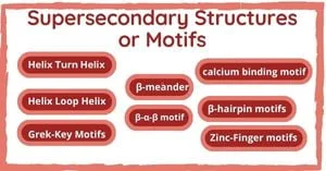 Read more about the article Supersecondary structures or motifs