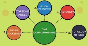 Read more about the article DNA Conformations