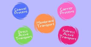 Read more about the article Membrane Transport