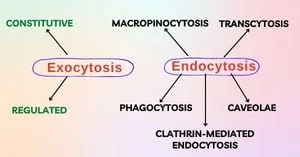 exocytosis-and-endocytosis
