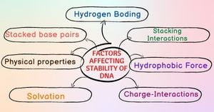 Read more about the article Factors affecting stability of DNA