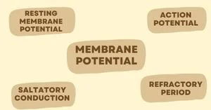 membrane-potential