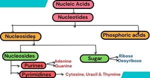 Read more about the article Nucleic Acid