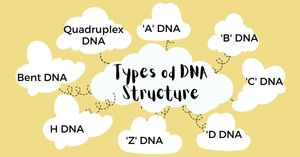 You are currently viewing Types of DNA Structure