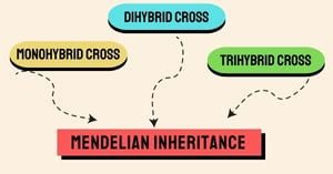 Read more about the article Mendelian Inheritance